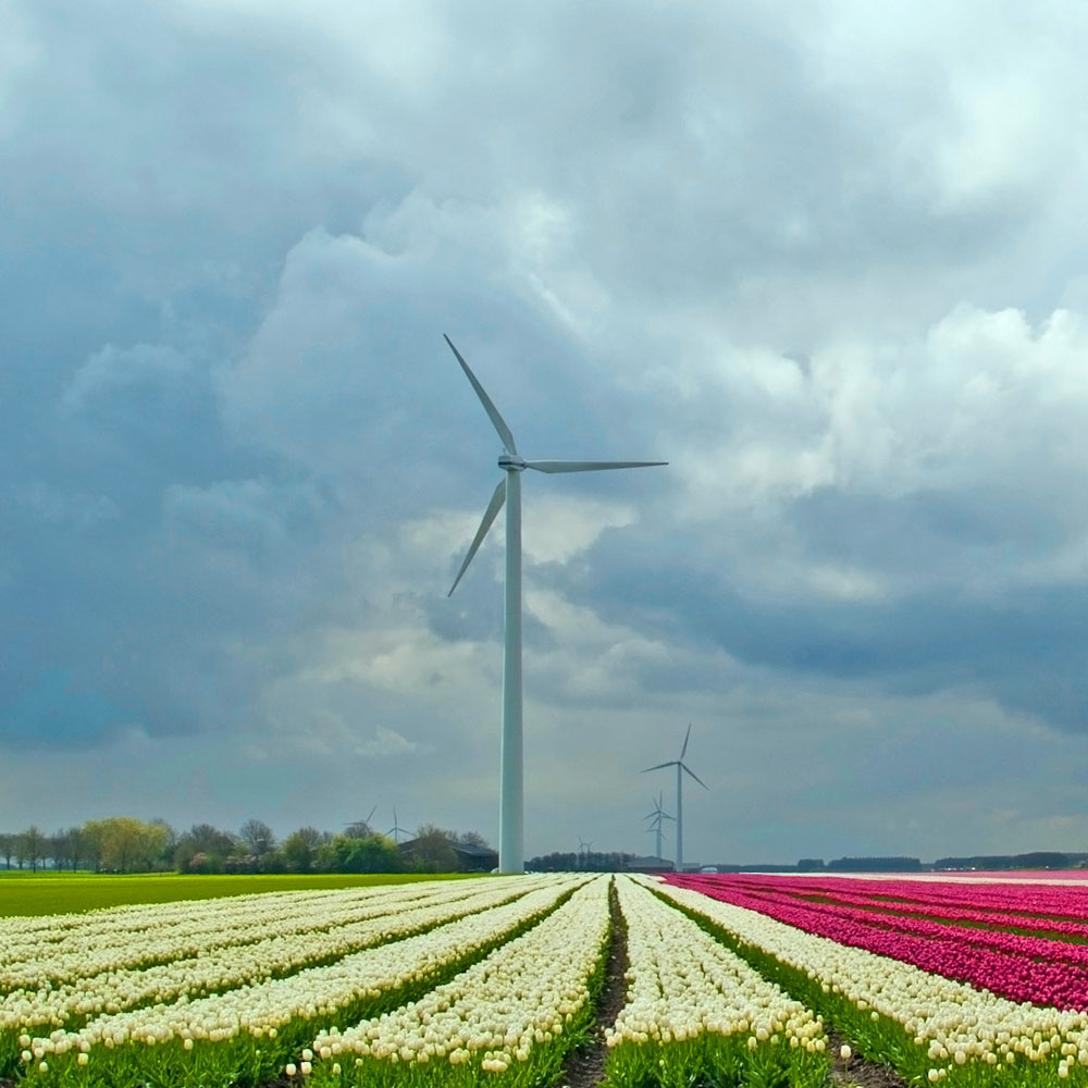 Tulips in a field in spring